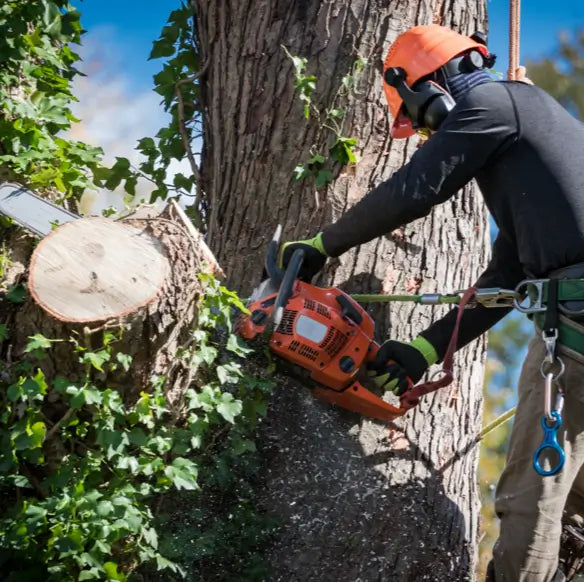 A worker using a chainsaw to cut off a piece of a large branch from a tree.